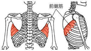 前鋸筋