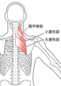 肩甲挙筋、菱形筋
