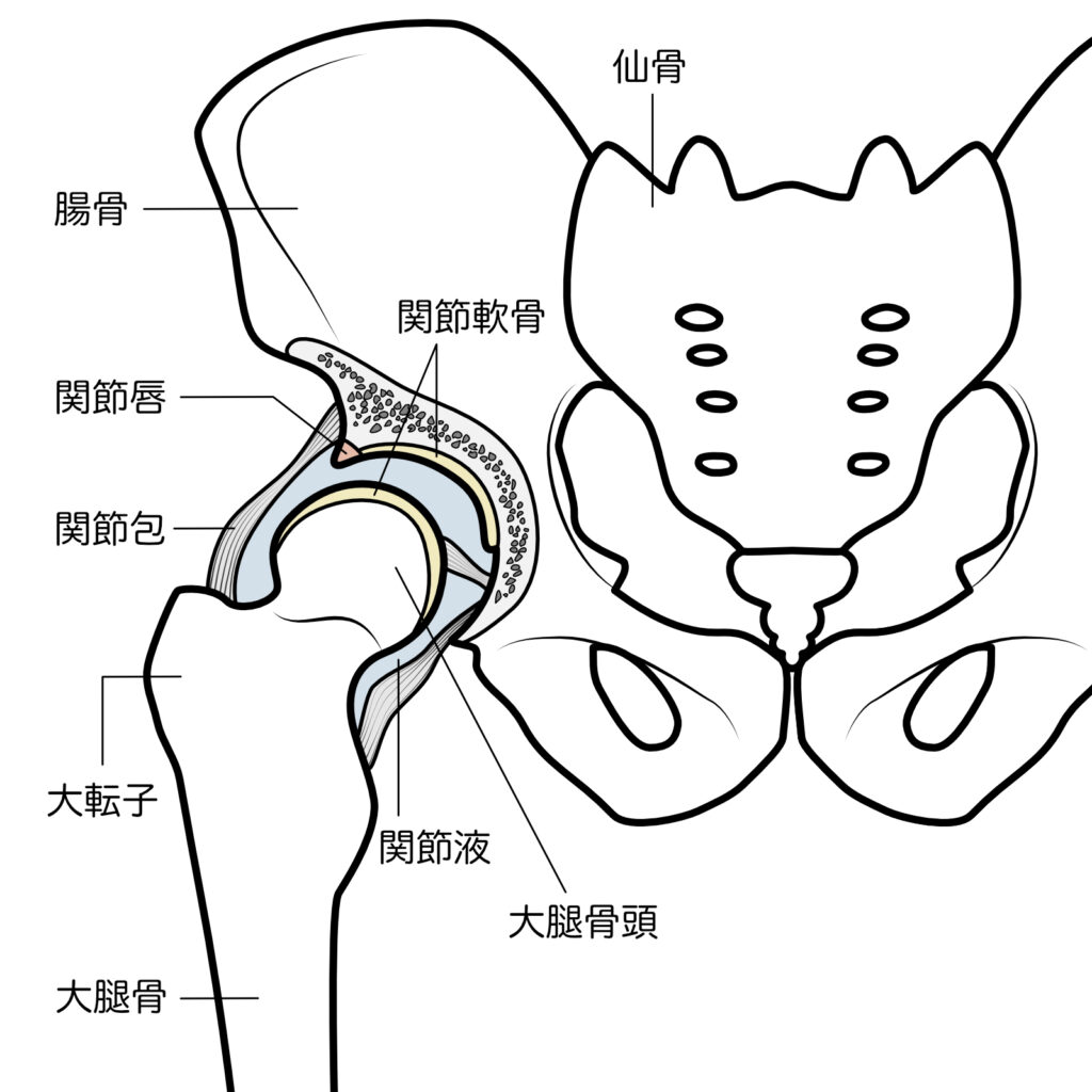股関節の構造画像
